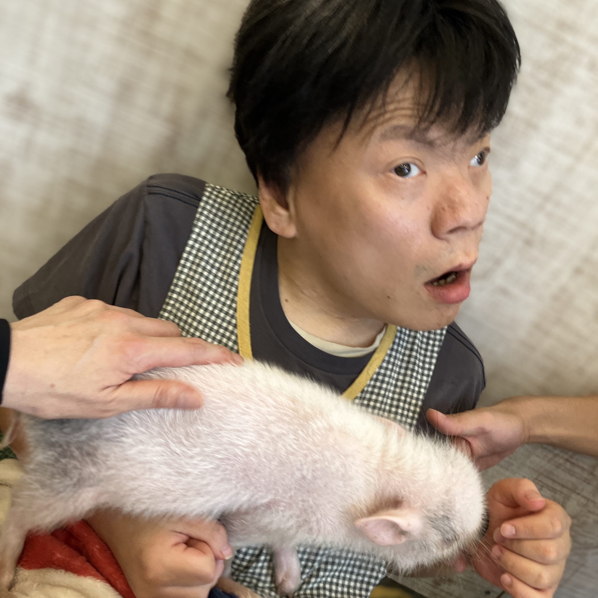 マイクロブタとサモエドと(^^♪